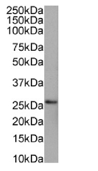 PRDX4 Antibody [SAIC-40C-8], Rabbit IgG