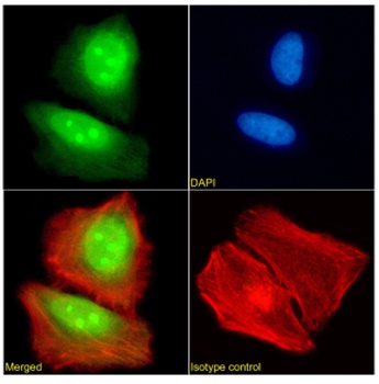 FEN1 Antibody [SAIC-21C-4], Rabbit IgG