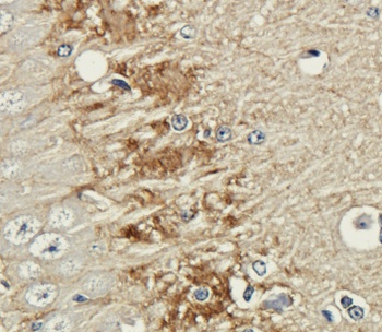 Polysialic acid Antibody [735], Rabbit IgG
