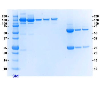 Amyloid beta (aa 4-10) Antibody [WO2], Mouse IgG2a