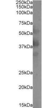 DC-SIGNR Antibody [16E7], Rabbit IgG