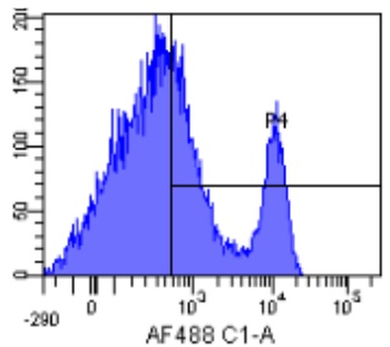 CD40 Antibody [G28.5], Rabbit IgG