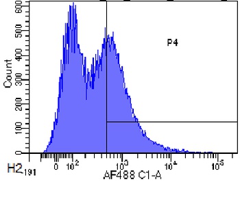 CD34 Antibody [My10], Rabbit IgG