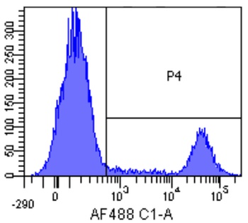 CD20 Antibody [10F381 (rituximab)], Rabbit IgG - Research Grade Biosimilar