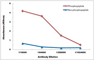 Anti-CD4 (Phospho-S433) Antibody