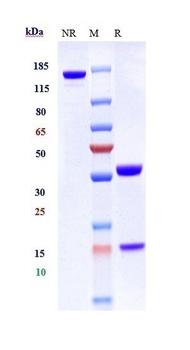 Anti-ERBB2 / HER2 / CD340 Reference Antibody (Trastuzumab emtansine)
