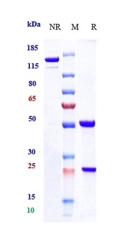 Anti-ALCAM/CD166 Reference Antibody (praluzatamab-MMAE)