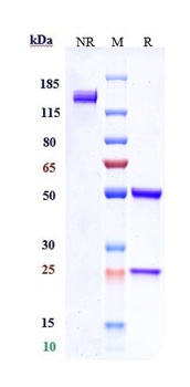 Anti-FRA Reference Antibody (mirvetuximab-MMAE)