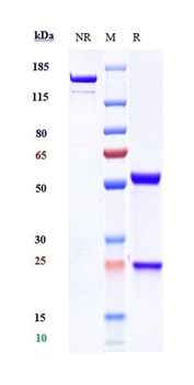 Anti-CDH17 / Cadherin-17 Reference Antibody (PTA001_A4)
