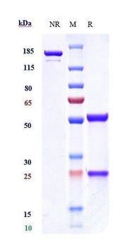 Anti-VEGFR3 / FLT4 Reference Antibody (LY3022856)