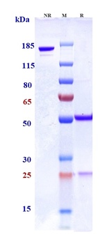 Anti-SLAMF7 / CS1 Reference Antibody (azintuxizumAb)
