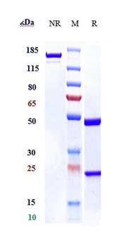 Anti-S100A4 Reference Antibody (LK-1)