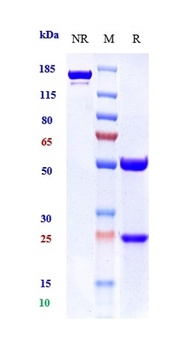 Anti-GDF15 / MIC1 Reference Antibody (ponsegromab)