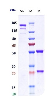 Anti-CD3 Reference Antibody (otelixizumab)