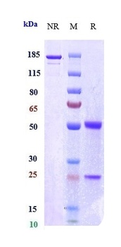 Anti-FcRn (FCGRT & B2M) Reference Antibody (orilanolimab)