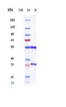 Anti-VEGFR2 / KDR / CD309 Reference Antibody (olinvacimab)