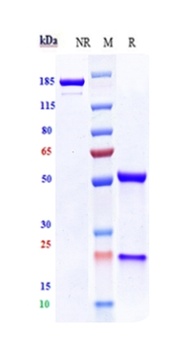 Anti-VEGFR2 / KDR / CD309 Reference Antibody (Imclone 6.64)