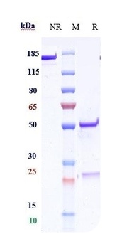 Anti-CD83 Reference Antibody (Genentech patent anti-CD83)