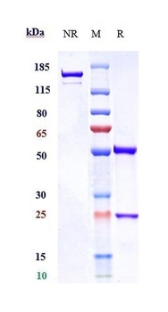 Anti-CD3 Reference Antibody (visilizumab)
