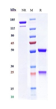 Anti-MICA Reference Antibody (CLN-619)