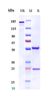 Anti-CXCR3 / GPR9 / CD183 Reference Antibody (Genzyme patent anti-CXCR3)