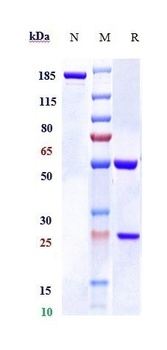 Anti-RSPO1 Reference Antibody (Oncomed patent anti-RSPO1)