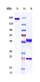 Anti-MMP9 Reference Antibody (andecaliximab)