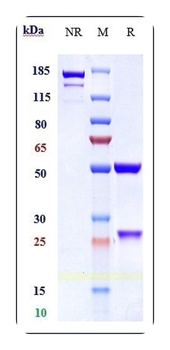 Anti-GCGR Reference Antibody (crotedumab)