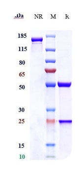Anti-SLC40A1 Reference Antibody (Amgen patent anti-Ferroportin)