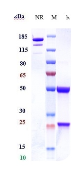 Anti-CLEC7A Reference Antibody (Baylor patent anti-Dectin-1)