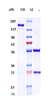 Anti-DC-SIGN / CD209 Reference Antibody (INSERM patent anti-DC-SIGN)