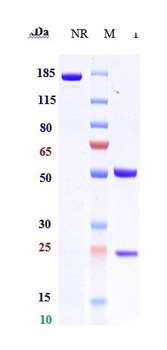 Anti-CCL20 Reference Antibody (GSK3050002)