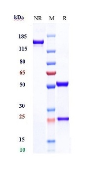 Anti-CDCP1 / CD318 Reference Antibody (U.California patent anti-CDCP1)