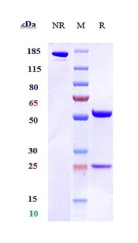 Anti-OX2R / CD200R1 Reference Antibody (Janssen patent anti-CD200R1)