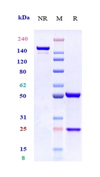 Anti-CCR7 / CD197 Reference Antibody (R707)