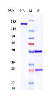 Anti-VEGFR2 / KDR / CD309 Reference Antibody (ramucirumab)