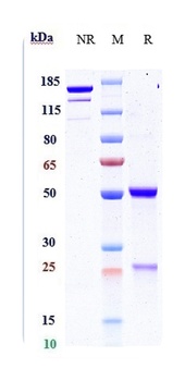 Anti-PDGFB Reference Antibody (MOR-8457)
