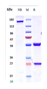 Anti-IL-21 Reference Antibody (Lilly patent anti-IL-21)