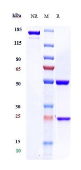 Anti-CD20 Reference Antibody (rituximab)