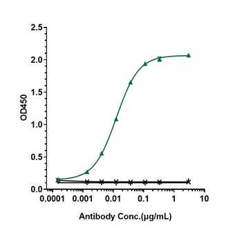 Anti-CD20 Reference Antibody (rituximab)