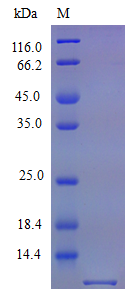 Mouse X3CL1 protein (Active)