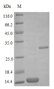 Human BMP2 protein (Active)