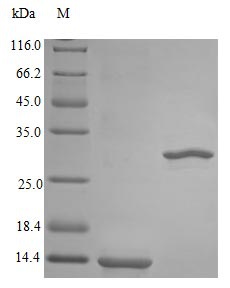 Primate IL5 protein