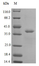 Human IL12A protein
