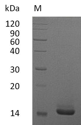 Human CSF2 protein