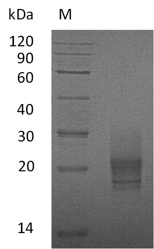 Mouse Csf2 protein