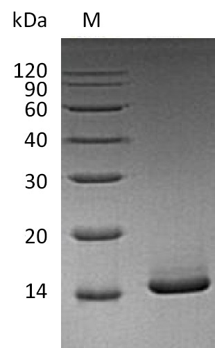 Mouse Csf2 protein