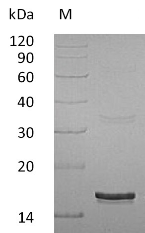 Human IFN gamma protein