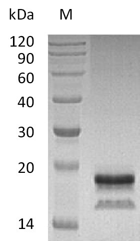 Human IL17A protein