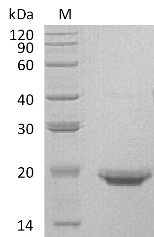 Human IL17F protein